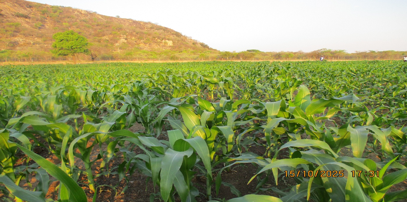 Mazhayimbe Irrigation Scheme
